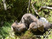 images/renard/renard-5-mai-2014-04 copie.jpg